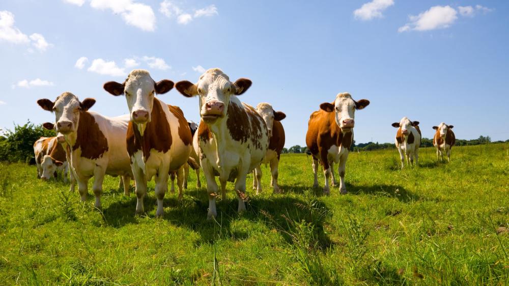 Contenu visite de la ferme (2)